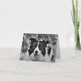 Magnífica tarjeta de cumpleaños Collie