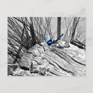 Magnífica tarjeta postal Wren Blue Bird