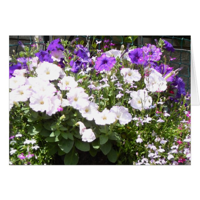 Magnificas Petunias Purpúreas y Blancas (Anverso (Horizontal))
