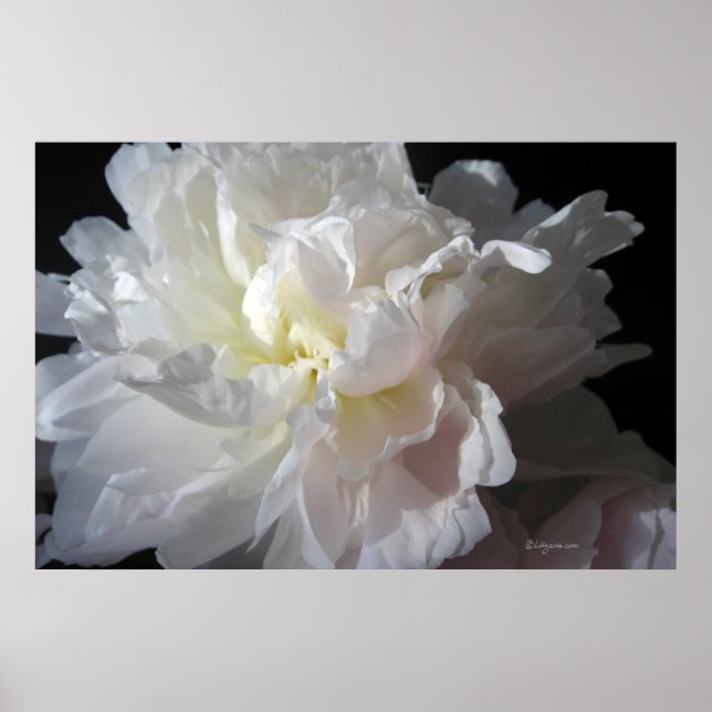 Magníficas pinturas de Posters de flores de peones (Frente)