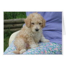 Magnífico cachorro de cavapoo mirando a tu manera,