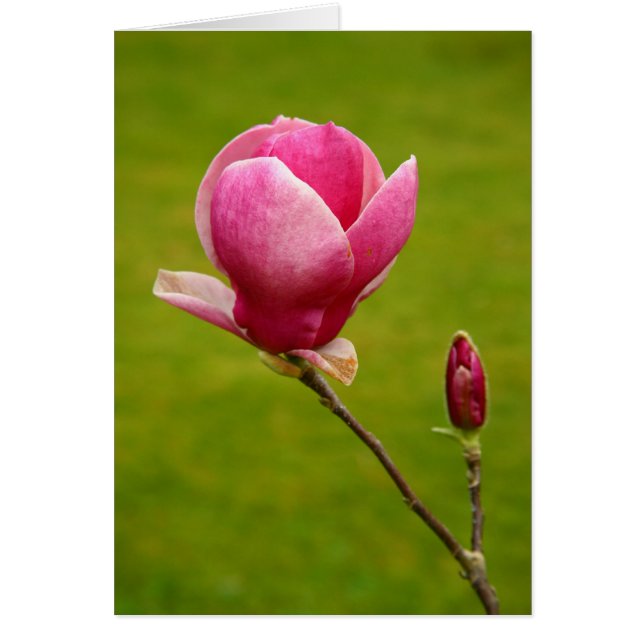 Magnolia (Frente)