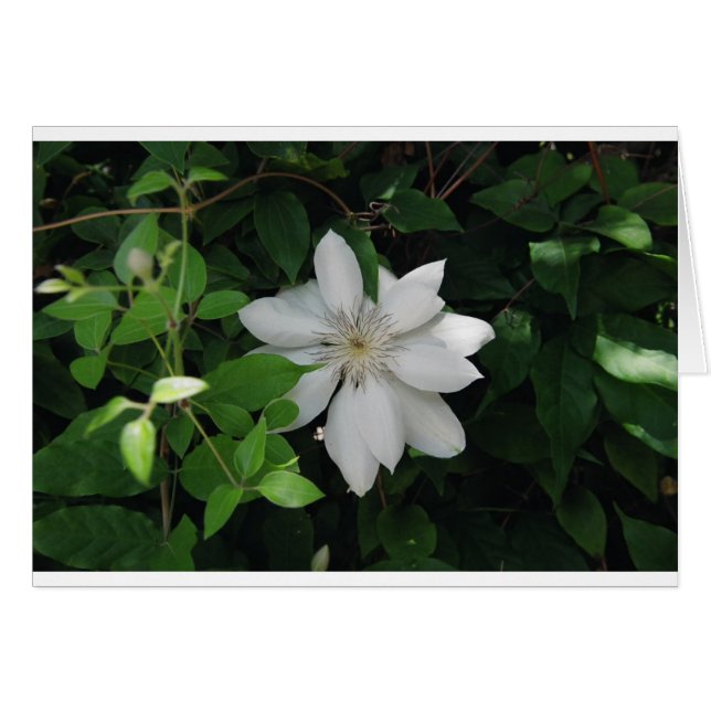 Magnolia (Anverso (Horizontal))