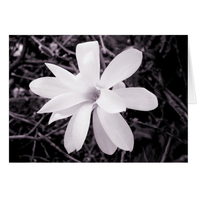 Magnolia (Anverso (Horizontal))