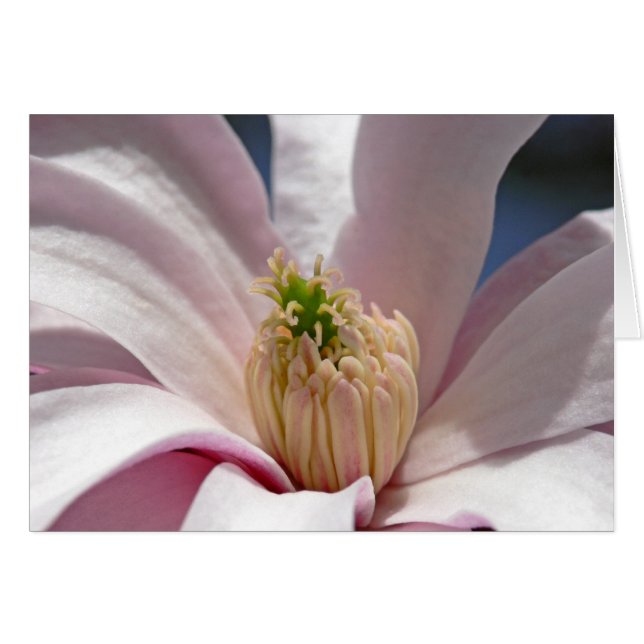 Magnolia (Anverso (Horizontal))