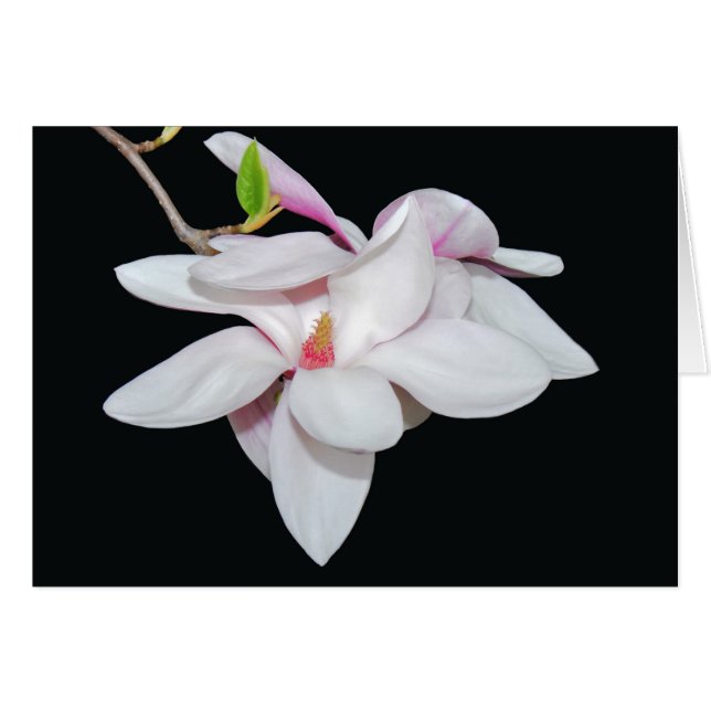Magnolia blanca (Anverso (Horizontal))