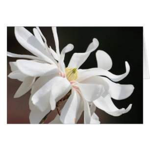 Magnolia blanca