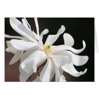 Magnolia blanca