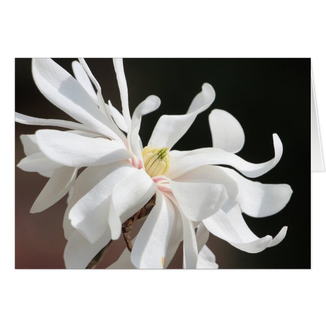 Magnolia blanca (Anverso (Horizontal))
