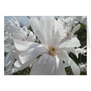 Magnolia blanca, primavera