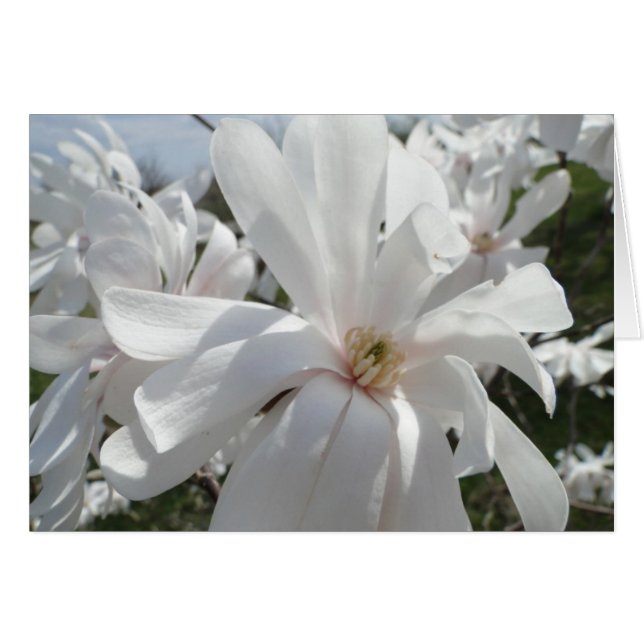 Magnolia blanca, primavera (Anverso (Horizontal))