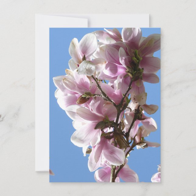 Magnolia Blossom (Anverso)