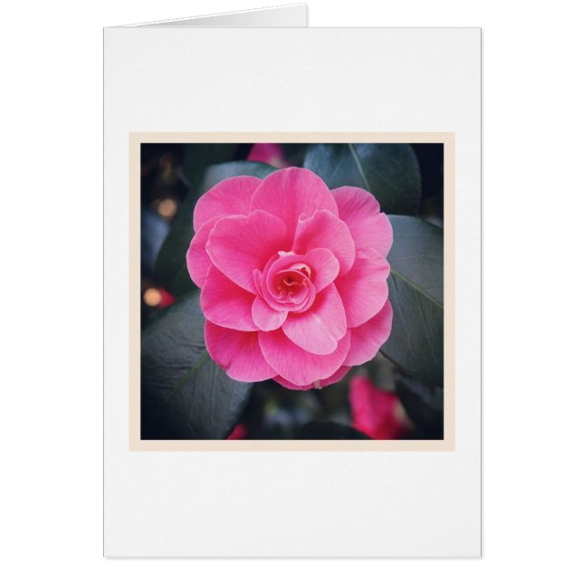 Magnolia Blossom (Frente)