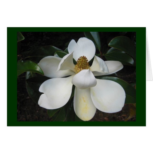 Magnolia Blossom.jpg (Anverso (Horizontal))