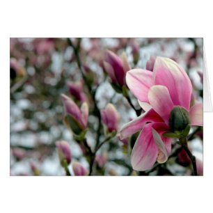 Magnolia Blossom y Buds
