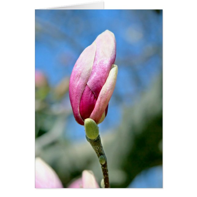 Magnolia Bud (Frente)