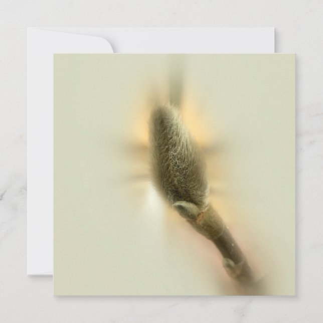 magnolia bud (Anverso)