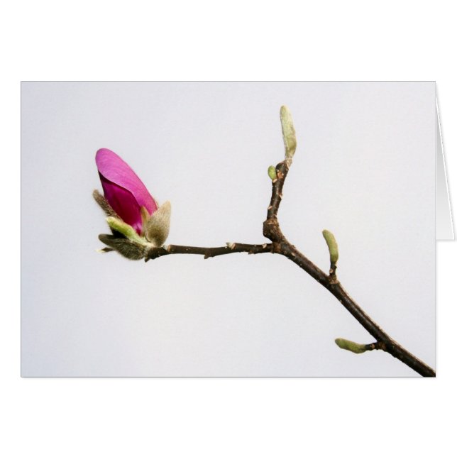 "magnolia bud" por Larry Coressel (Anverso (Horizontal))