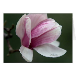 Magnolia Con Caída De Lluvia