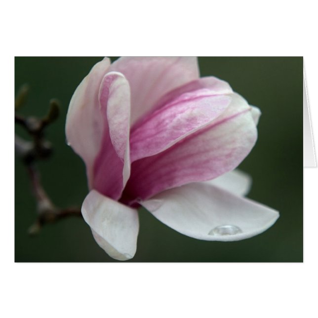 Magnolia Con Caída De Lluvia (Anverso (Horizontal))