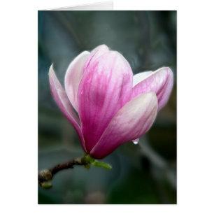 Magnolia En Lluvia