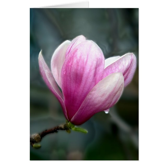 Magnolia En Lluvia (Frente)