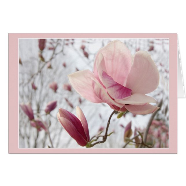 Magnolia En Rosa (Anverso (Horizontal))