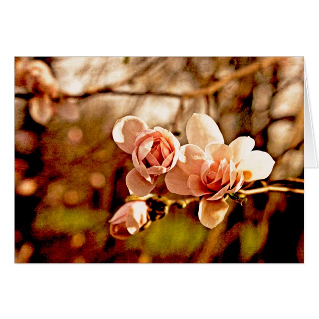 Magnolia en rosa (Anverso (Horizontal))