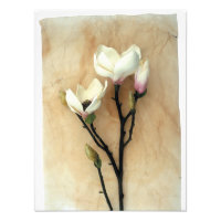 Magnolia Flor Fotografía de estilo