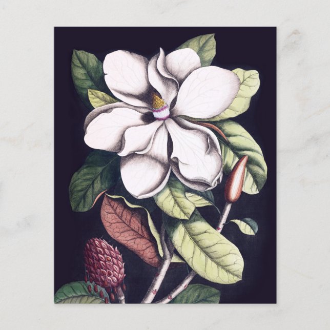 Magnolia Flor Gracias Hoja De Papel (Anverso)