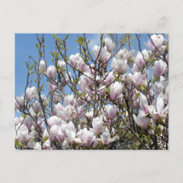 Magnolia florece en la postal de primavera
