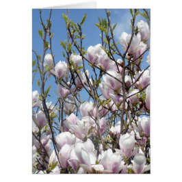 Magnolia Florece En Primavera