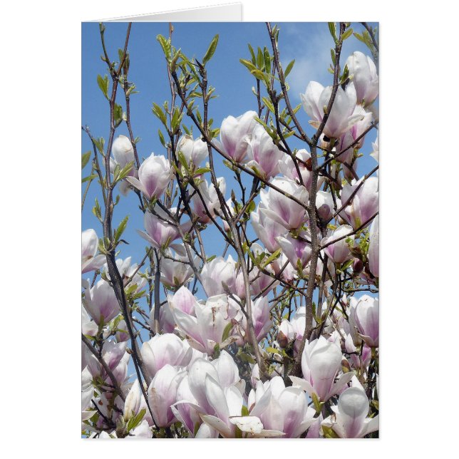 Magnolia Florece En Primavera (Frente)
