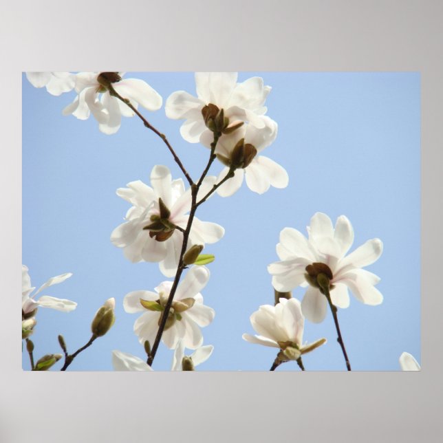 MAGNOLIA Flores Árboles 38 Posters de pinturas de  (Frente)