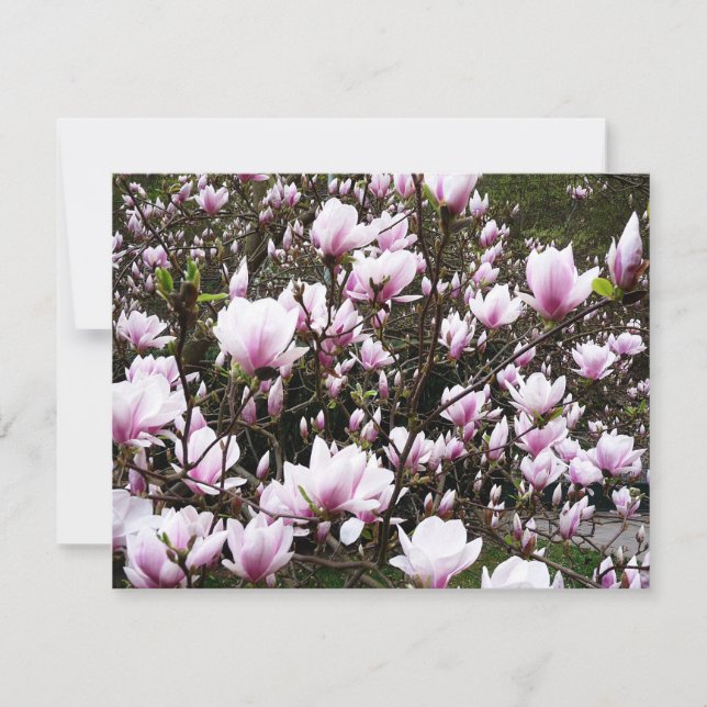 Magnolia Garden (Anverso)