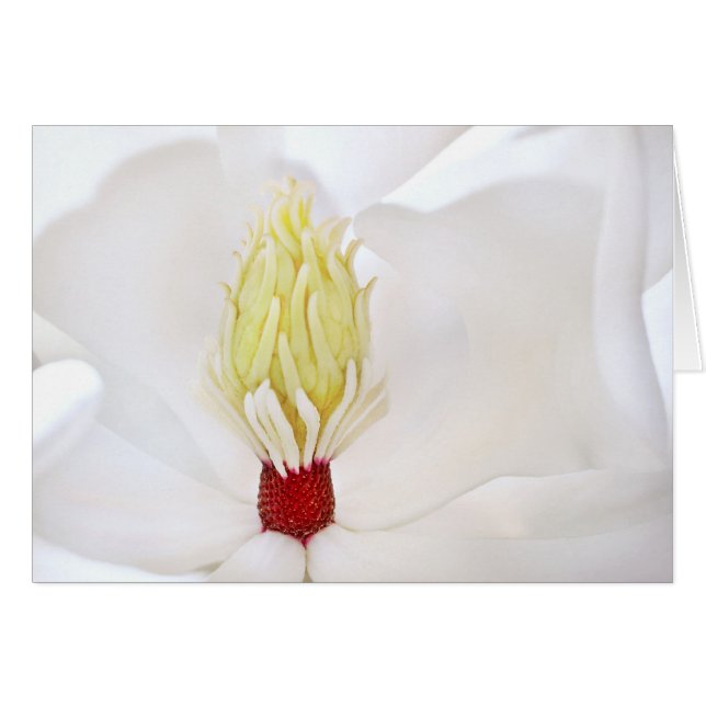 Magnolia grandiflora (Anverso (Horizontal))