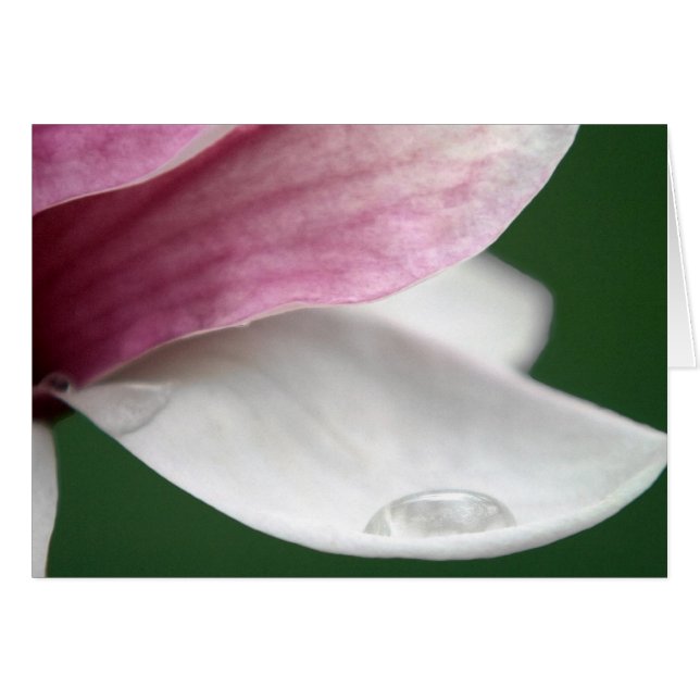 Magnolia Holding Rain (Anverso (Horizontal))