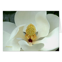 Magnolia I de Bobby