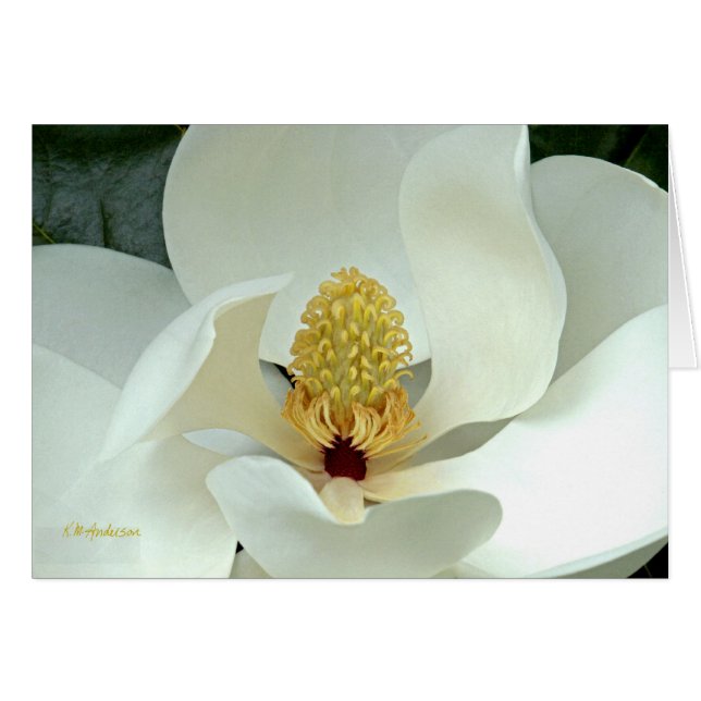 Magnolia I de Bobby (Anverso (Horizontal))