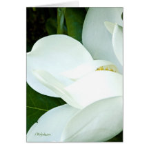 Magnolia III de Bobby