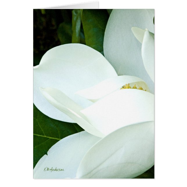 Magnolia III de Bobby (Frente)