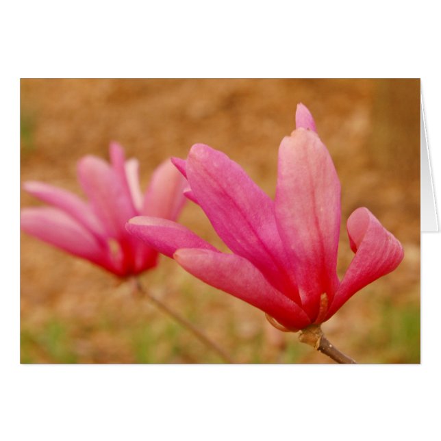 Magnolia japonesa (Anverso (Horizontal))