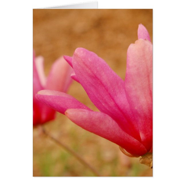 Magnolia japonesa (Frente)