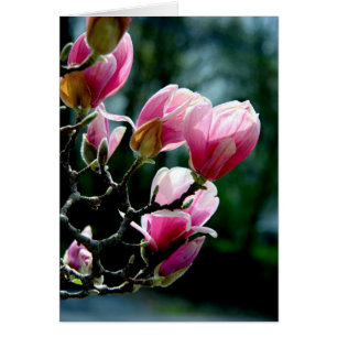 Magnolia Lace