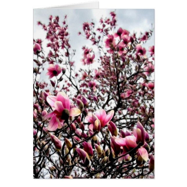 Magnolia Masses (Frente)