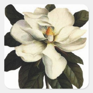 Magnolia - pegatina