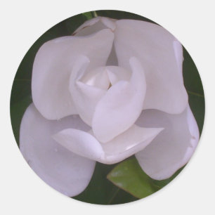 Magnolia Pegatina