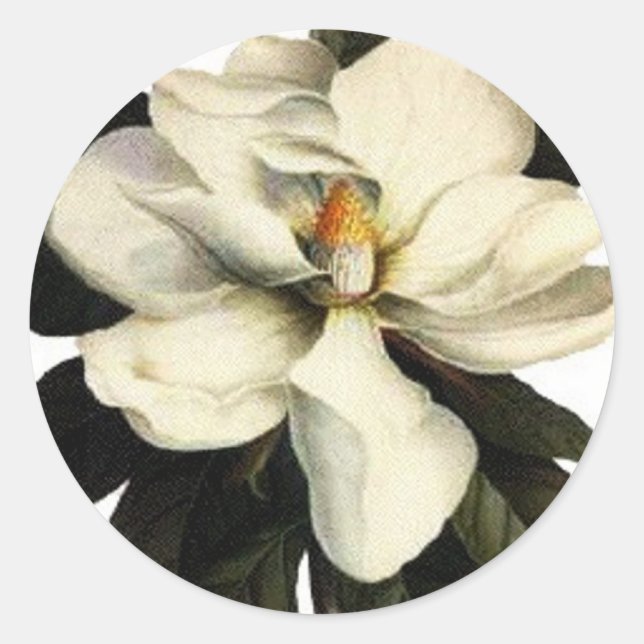 Magnolia - Pegatina (Anverso)
