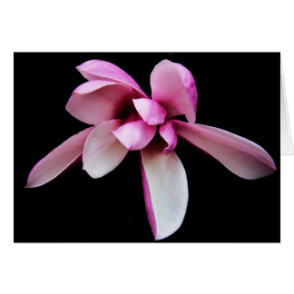 "magnolia" por Larry Coressel