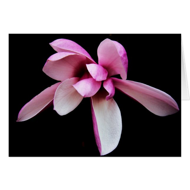 "magnolia" por Larry Coressel (Anverso (Horizontal))
